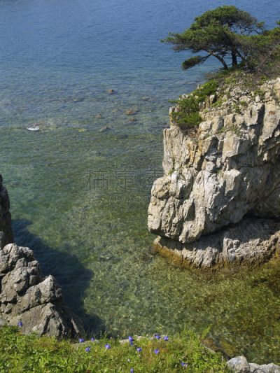 海滩,松树,岩石,朝鲜民族,月桂树,日本红松,垂直画幅,天空,纯净,夏天