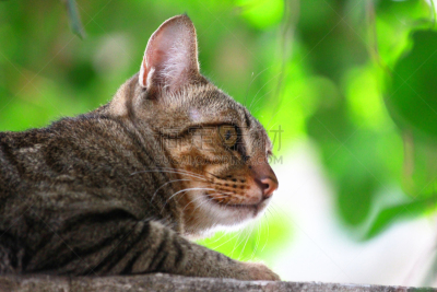 野生猫科动物,水平画幅,无人,薮猫,虎猫,猫,山猫,熊狸,彭巴斯猫,小斑点香猫