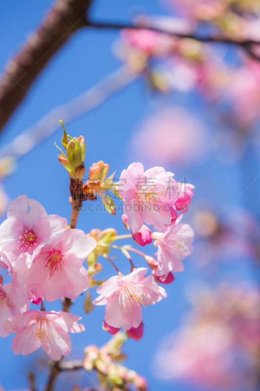 日本,川津,樱之花,自然,垂直画幅,樱花,樱桃,无人,会议,户外