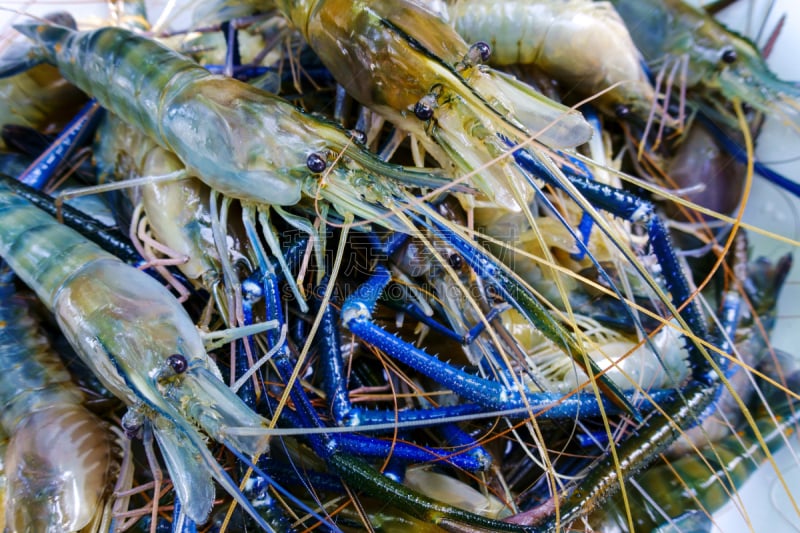 虾,清新,河流,水平画幅,巨大的,生食,膳食,海产,明虾,特写