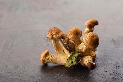 蘑菇,蜂蜜,美,褐色,水平画幅,素食,生食,组物体,乡村风格,浑天仪