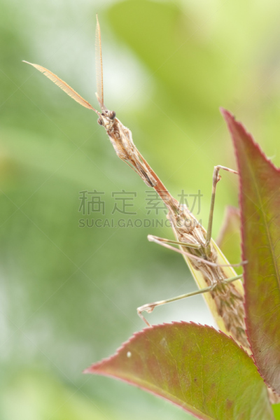 螳螂,自然,垂直画幅,绿色,动物,飞鱼,大特写,鹿角,昆虫,背景