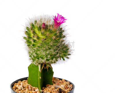 仙人掌,水平画幅,无人,hecho cactus,干的,仅一朵花,cardon cactus,白色,beavertail cactus,肉质植物