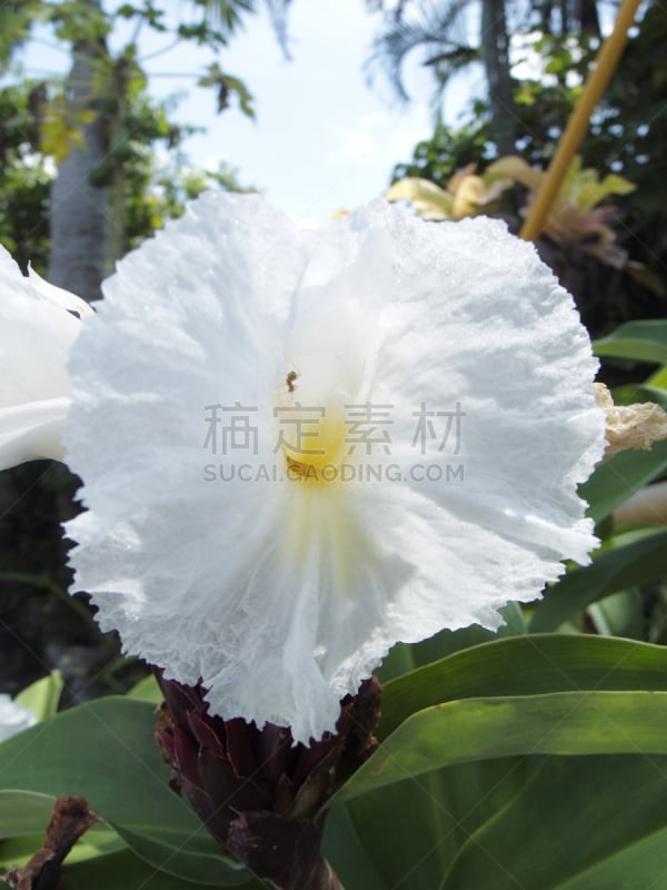 热带的花,野生植物,生姜,闭鞘姜,白菖蒲,法国薄饼,鸢尾,自然,垂直画幅,芳香的