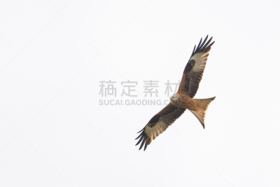 红色,风筝,野生动物,食肉鸟,水平画幅,无人,欧洲,鸟类,野生动物保护,观鸟