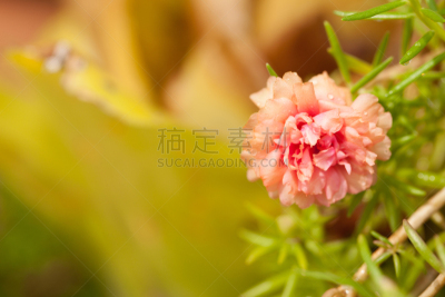 自然美,色彩鲜艳,菜园,小的,欧洲防风草,木樨科,自然,美,气候,人的头部