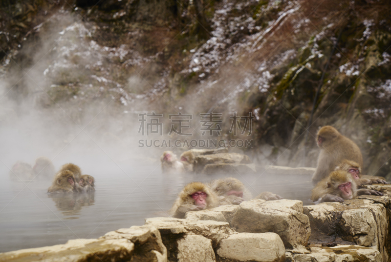 leirhnukur温泉区,炮弹树,山之湖,公共浴室,日本猕猴,热水池浴,长野县,桑拿浴,温泉,水平画幅