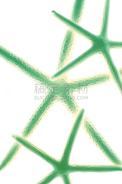 海星,普通海星,白色,海洋生命,背景分离,垂直画幅,图像,海洋,无人,绿松石色