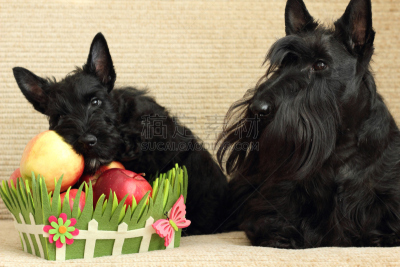 苏格兰粗毛猎狐犬,苹果,纯种犬,水平画幅,无人,梗犬,小狗,犬科的,宠物,看