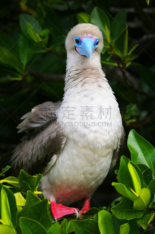 红足结巴鸟,捷诺维沙岛,欧盟,加拉帕戈斯群岛,群岛,结巴鸟,垂直画幅,褐色,无人,鸟类