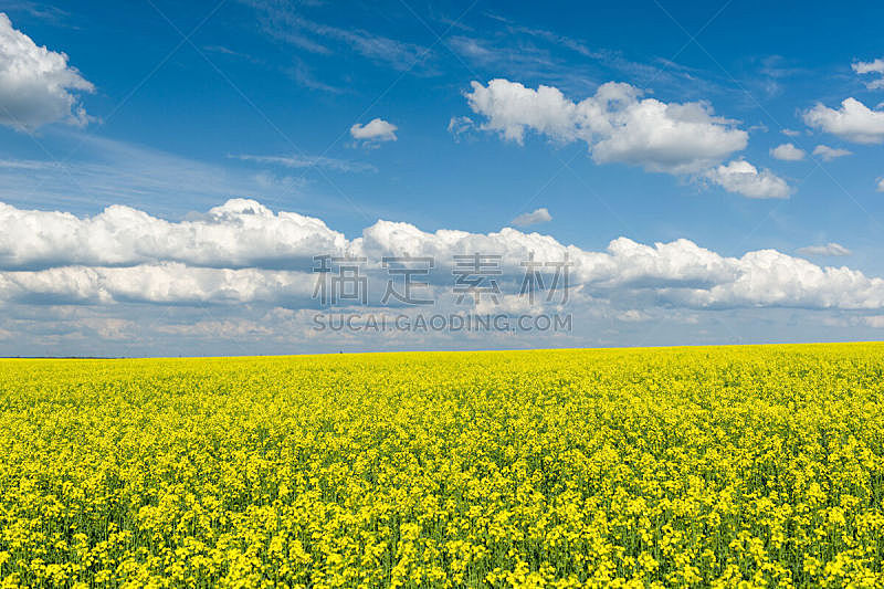 天空,田地,地形,蓝色,自然美,春天,油菜花,黄色,水平画幅,无人