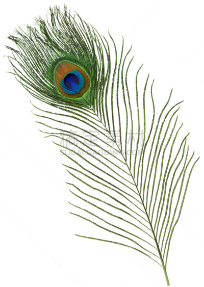 孔雀羽毛,垂直画幅,美,鸟类,异国情调,特写,明亮,白色,孔雀,毛绒绒