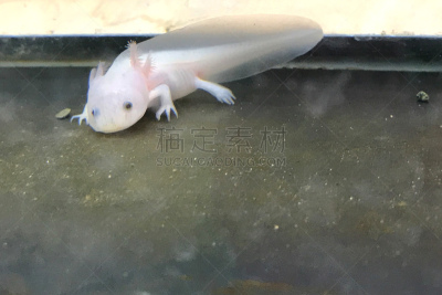 鱼类,宠物,美西钝口螈,低的,平衡折角灯,墨西哥,力量,接力赛,步行,修理