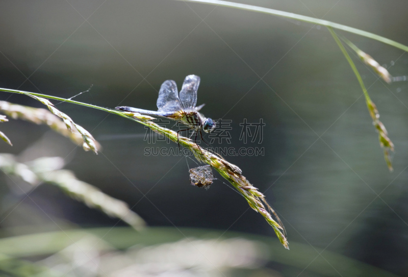 Blue Darter Dragonfly,雄性动物,带状镖蜻蜓,撇水蜻蜓,豆娘,蜻蜓目,中央公园,蜻蜓,自然,美国