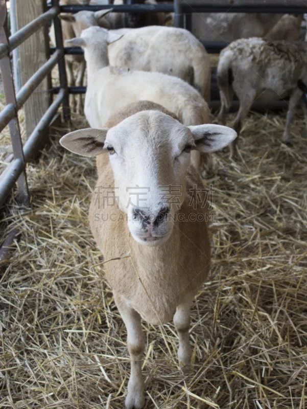 绵羊 注视镜头 垂直画幅 正面视角 干草 美国 动物围栏 家畜 无人 羊圈图片素材下载 稿定素材
