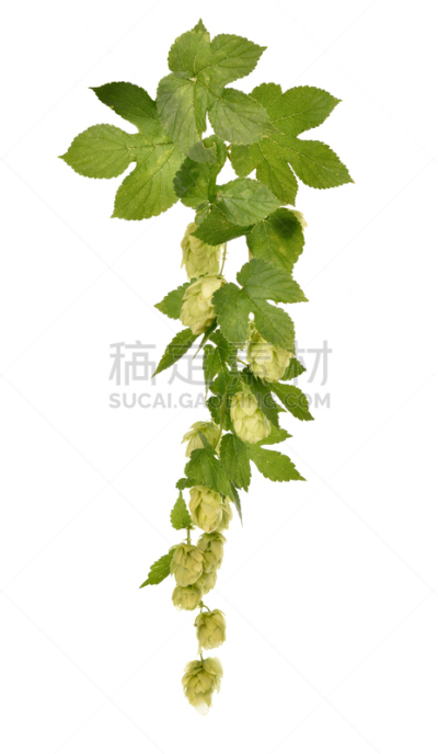 分离着色,白色背景,垂直画幅,啤酒节,无人,含酒精饮料,特写,啤酒,工业,农作物