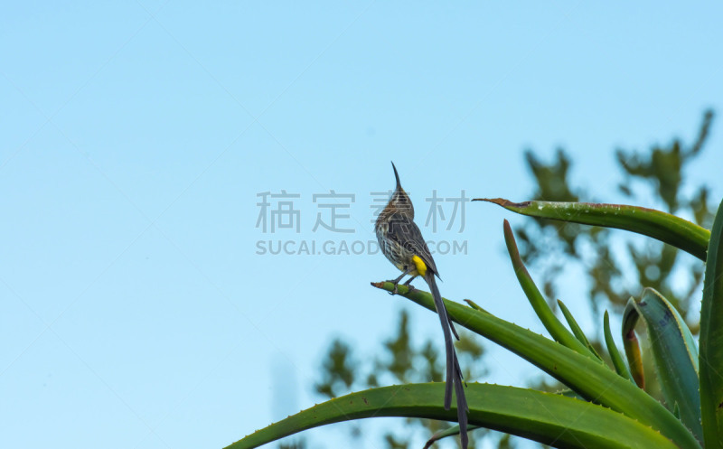 蓝色,斗篷,黄色,南非,芦荟,咖啡馆,植物群,正下方视角,蕉林莺,坐