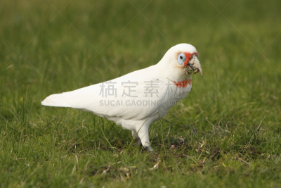 美冠鹦鹉,长嘴凤头鹦鹉,野生动物,水平画幅,注视镜头,鸟类,鹦鹉,维多利亚,维多利亚州,野外动物