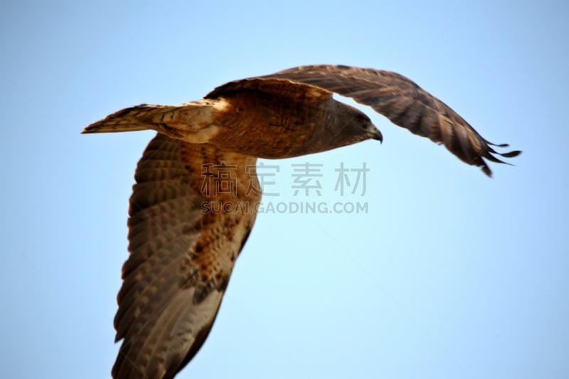 swainson's hawk,自然,野生动物,食肉鸟,水平画幅,鸟类,户外,翅膀,萨斯喀彻温省,图像