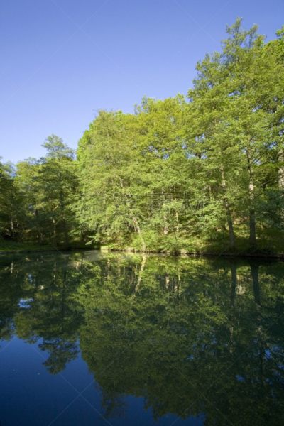 forest of dean,英国,格洛斯特郡,维伊山谷,垂直画幅,美,公园,枝繁叶茂,英格兰,人群
