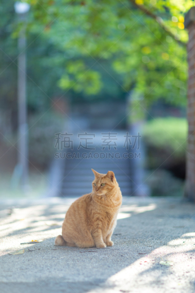 猫,派克大街,可爱的,美,自然,宠物,图像,前景聚焦,垂直画幅,无人