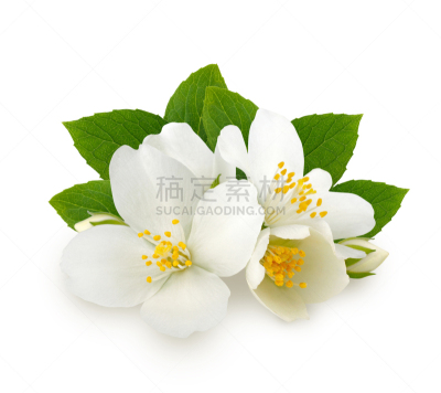 仅一朵花,茉莉,叶子,白色背景,分离着色,水平画幅,阴影,组物体,草,特写