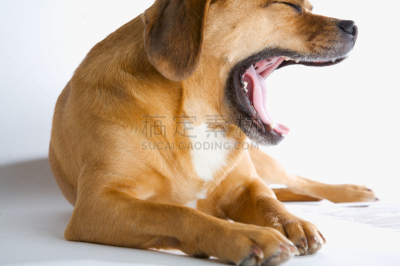 puggle犬,巴哥犬,比格犬,水平画幅,小的,动物,小狗,狗,哈巴狗,打哈欠