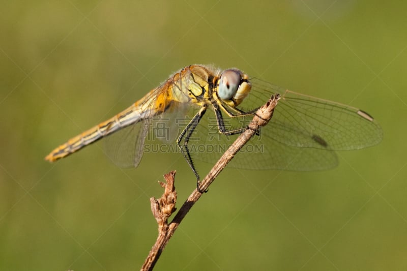 blue darter dragonfly,鹭管鱼,条斑赤蜻,无脊椎动物,蜻蜓,水平画幅,无人,2015年,昆虫,摄影