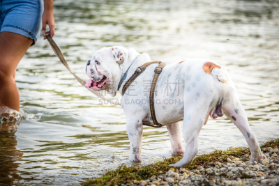 可爱的,英格兰斗牛犬,水,美,寻回犬,水平画幅,进行中,湿,夏天,户外