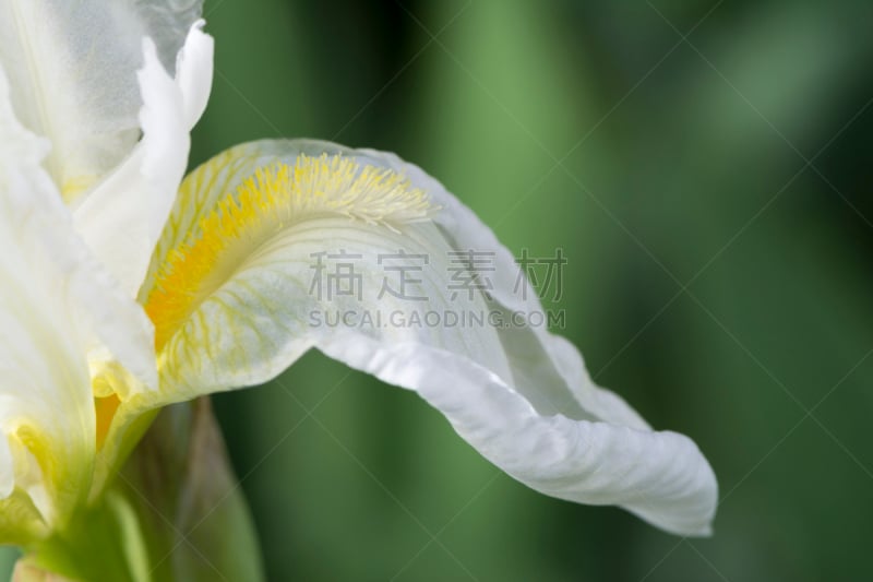 络腮胡子,黄色,鸢尾,传单,白色,水平画幅,植物学,阿德莱德市,鸢尾属,澳大利亚