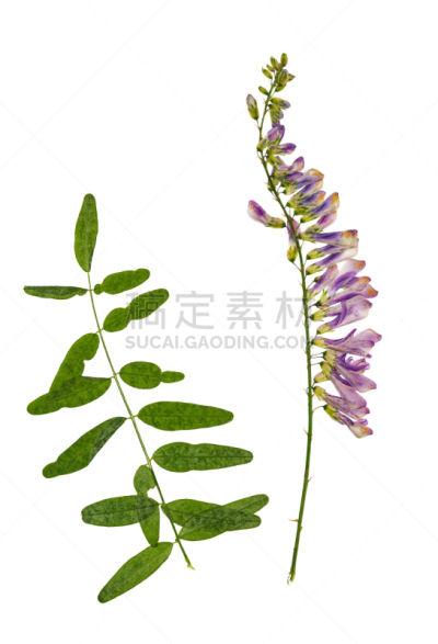 森林,分离着色,豌豆,干花,垂直画幅,北林肯郡,芳香的,无人,干的,特写