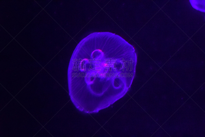 自然美,背景聚焦,紫水母,美,水平画幅,无人,水下,泰国,水族馆,水生动植物