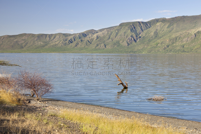 柏哥利亚湖,肯尼亚,里夫特谷,温泉,自然,水,天空,水平画幅,绿色,地形