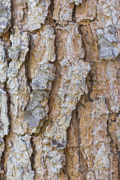 大特写,松树,树皮,cork tree,柴火,皱纹,垂直画幅,褐色,无人,古老的
