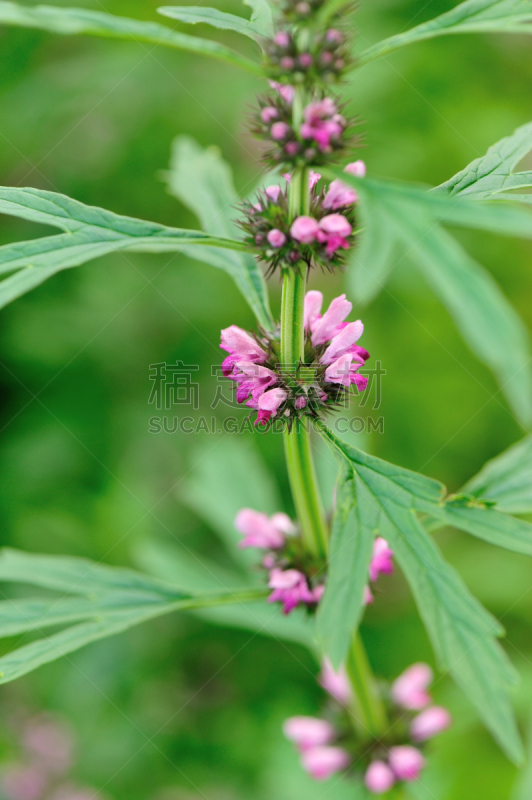 植物群,益母草,垂直画幅,枝繁叶茂,无人,东亚,户外,农作物,田地,中国