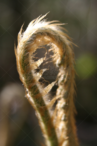 蕨菜,蕨类,垂直画幅,新的,无人,特写,春天,植物,大特写,股票