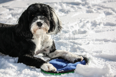 雪,葡萄牙水犬,玩具,纯种犬,水平画幅,快乐,爪子,动物身体部位,户外,犬科的