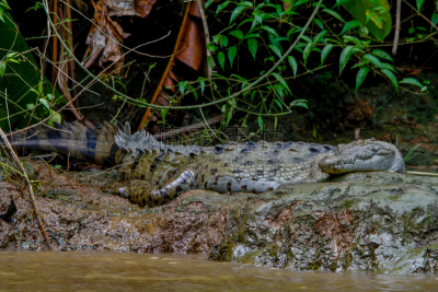 鳄鱼,tortuguero national park,里蒙省,水,野生动物,水平画幅,热带雨林,野外动物,沼泽,户外