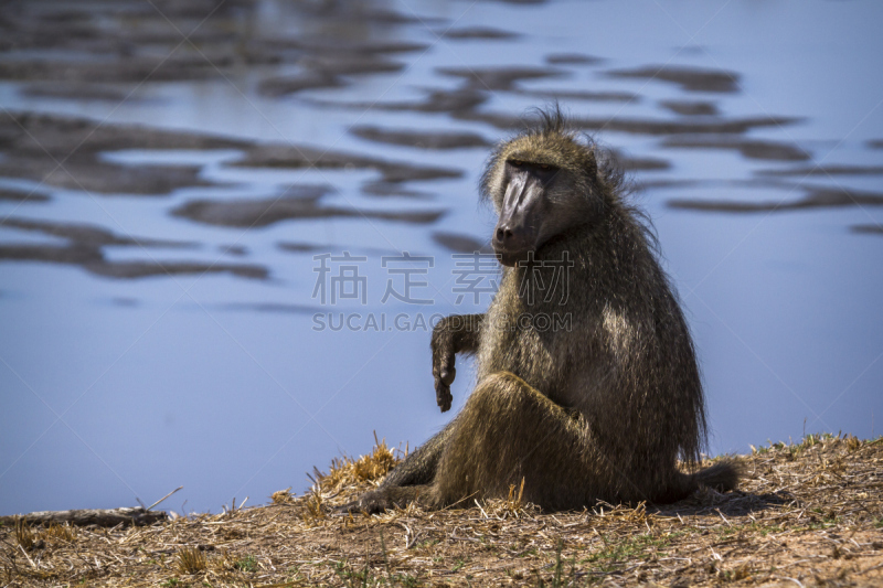 大狒狒,克鲁格国家公园,南非,普马兰加省,狒狒,林波波省,国际野生物保护公园,生物保护区,莫桑比克,津巴布韦