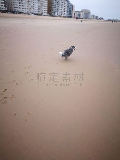 网球,幼小动物,边境牧羊犬,海滩,蓝陨石边境牧羊犬,训服,可爱的,比利时,纯种犬,球