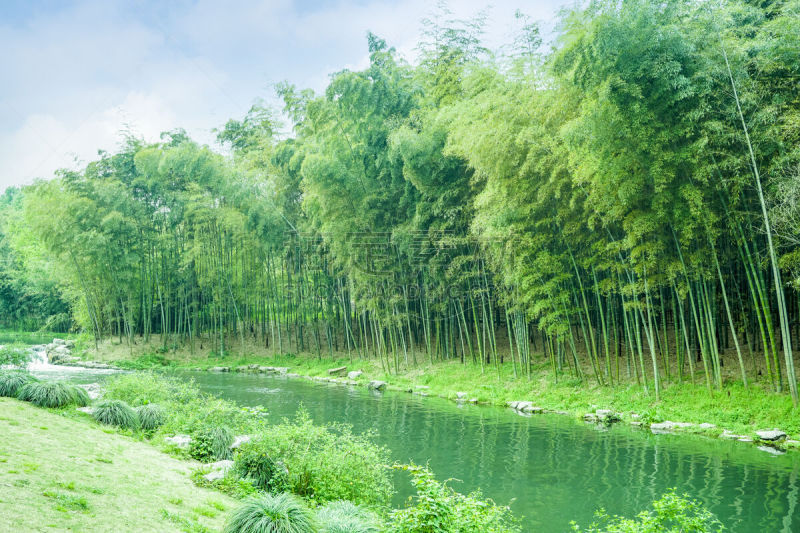 竹,岚山,竹林,花科植物,风水,星和园,植物茎,枝繁叶茂,园艺展览,自然公园