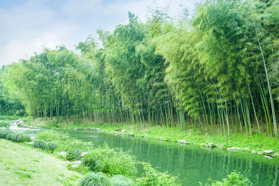 竹,岚山,竹林,花科植物,风水,星和园,植物茎,枝繁叶茂,园艺展览,自然公园