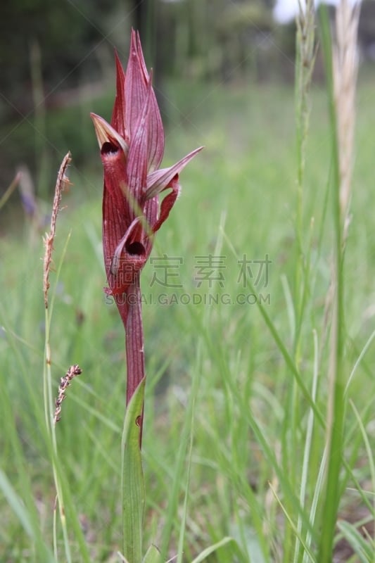 兰花,红花头蕊兰,单子叶植物,花冠,生态多样性,垂直画幅,无人,户外,植物,植物学