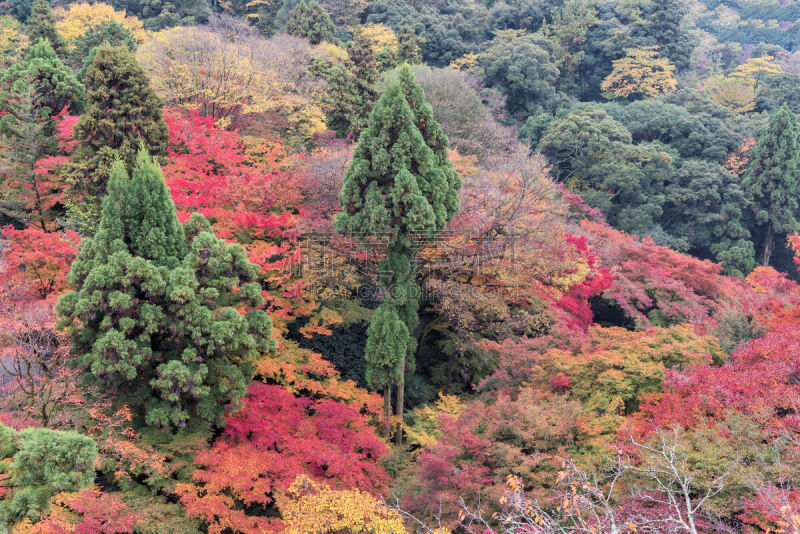 秋天,日本,森林,京都市,清水寺,色彩鲜艳,寺庙,自然,里山