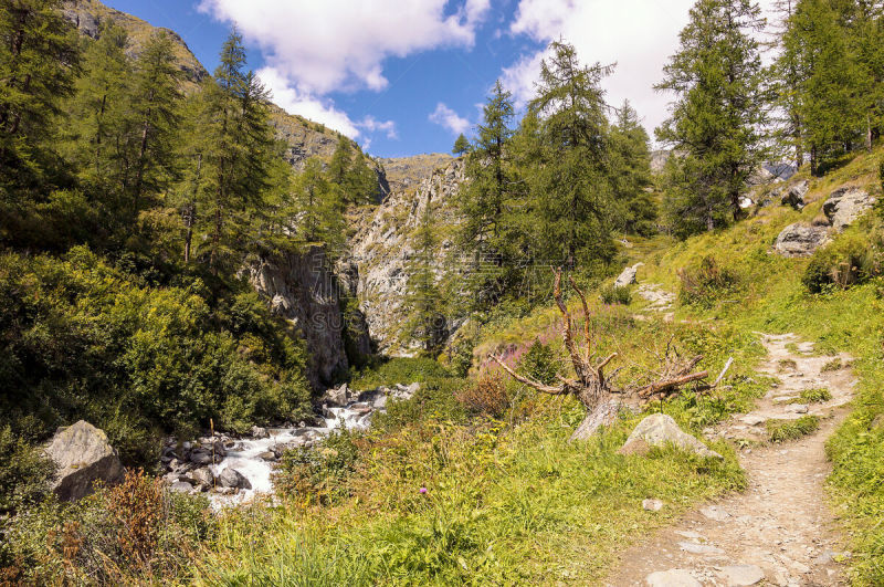 小路,森林,莫堤玫瑰山,徒步旅行,格雷索,山谷市,运动,瑞士阿尔卑斯山,奥斯塔山谷,松树