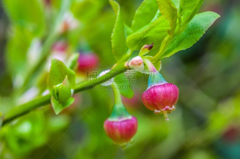 蓝莓,芬兰,浆果,野生植物,自然,水平画幅,木制,无人,欧洲,材料