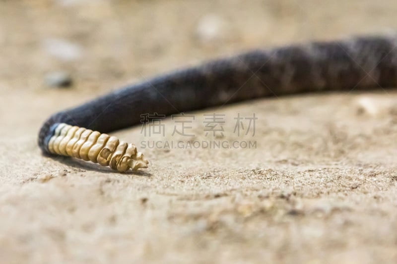 响尾蛇,菱形斑纹响尾蛇,西,西方菱形斑纹响尾蛇,生物学,野生动物,肖像,蛇,爬虫学,动物