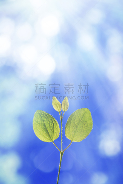 katsura,秧苗,假发,自然,垂直画幅,图像,叶子,无人,光,植物