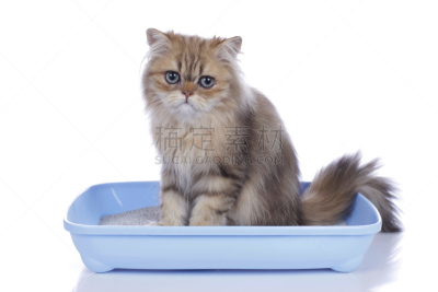 猫盒,猫,尿液,卫生间,住宅房间,浴室,水平画幅,无人,背景分离,室内