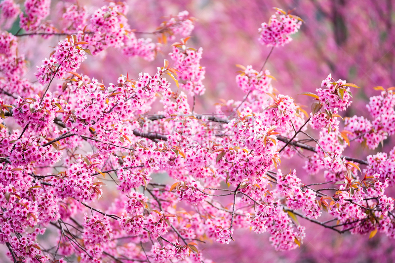 樱花,泰国,花朵,色彩鲜艳,粉色,樱之花,钚,自然美,洛姆,花